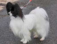 фото папийона Aspevalls Bodger