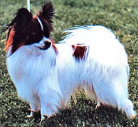 фото папийона Caratoots Great Expectation