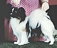 фото папийона Chagall's Amadeuz