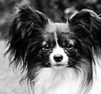 фото папийона Chagall`s Carman Ghia