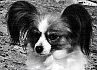 фото папийона Chagall's Charity Girl