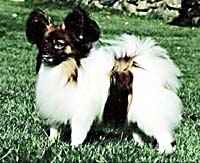 фото папийона Chagall's Lamborghini