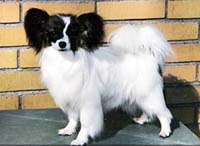 фото папийона Chipmans Annie Get Your Gun