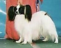 фото папийона Chipmans Xanado