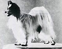 фото папийона Cillahof's Secret Service