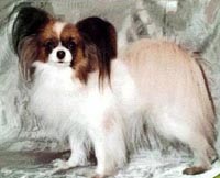 фото папийона Dona Isabella vom Gartenpark