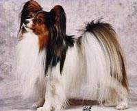 фото папийона Emeraud vom Schwabenhof