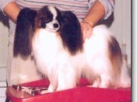 фото папийона Fly High Concorde