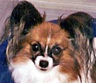 фото папийона Flying Silk Nosy Natanya 