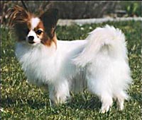 фото папийона Flying Silk Sweet Sonia