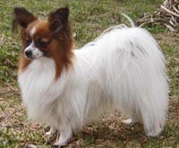 фото папийона Hamina Maria Sirrah