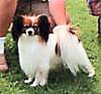 фото папийона La Rocca's Wishbone