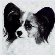 фото папийона Lambouche Lady-Dee 