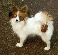 фото папийона Lamonia's Cinderella