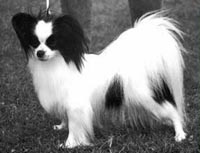 фото папийона Lamonia's Goldie Hawn