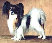 фото папийона Lamonia's Kosmos Kid