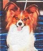 фото папийона Lamonia's Oliver Twist 