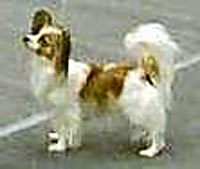 фото папийона Lamonia's Pierina