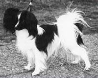 фото папийона Lamonia's Spader Knekt