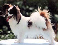 фото папийона Lamonia's Sunshine