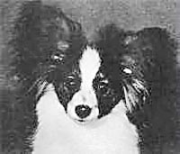 фото папийона Lummebo Qumulus