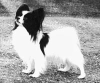 фото папийона Mango's Dainty Distinction