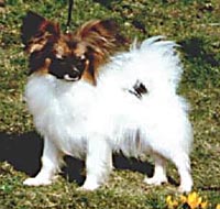 фото папийона Pepstar'S Emilie