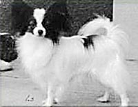 фото папийона Phosphoros Miss Domina Delaine 