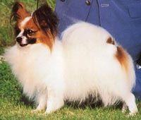 фото папийона Ringlands Copyright