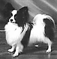 фото папийона Serenglade Sarimandy 