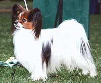 фото папийона Silenzio's Åsa-Nisse