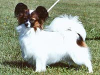 фото папийона Silenzio's Buona Sera 