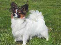 фото папийона Silenzio's Cheddy