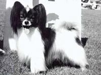 фото папийона Silenzio's Colorado-kid