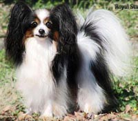 фото папийона Silenzio's Dancing Master