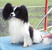 фото папийона Silenzio's Danny Key