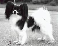 фото папийона Silenzio's Diana Ross 