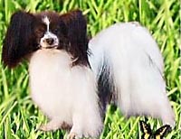 фото папийона Silenzio's Frank Sinatra