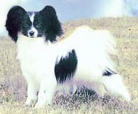 фото папийона Silenzio`s Jonna Fatima