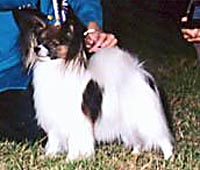 фото папийона Silenzio's Lady Luck