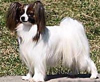 фото папийона Silenzio's Miss Saigon 