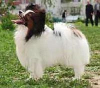 фото папийона Silenzio`s Nitro Dynamit