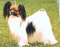 фото папийона Silenzio`s Ronja