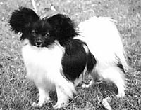 фото папийона Silenzio`s Ruffi