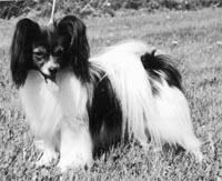 фото папийона Silenzio`s Toddy