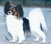 фото папийона Silenzio`s Wash N Go