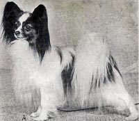 фото папийона Smaragdens Poker Face