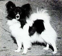 фото папийона Sontinis Colorée