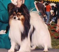 фото папийона Toshi-Man Quick-Silver