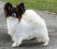 фото папийона Toymaker's Better Be Good